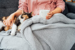 cat snuggling with human under a blanket