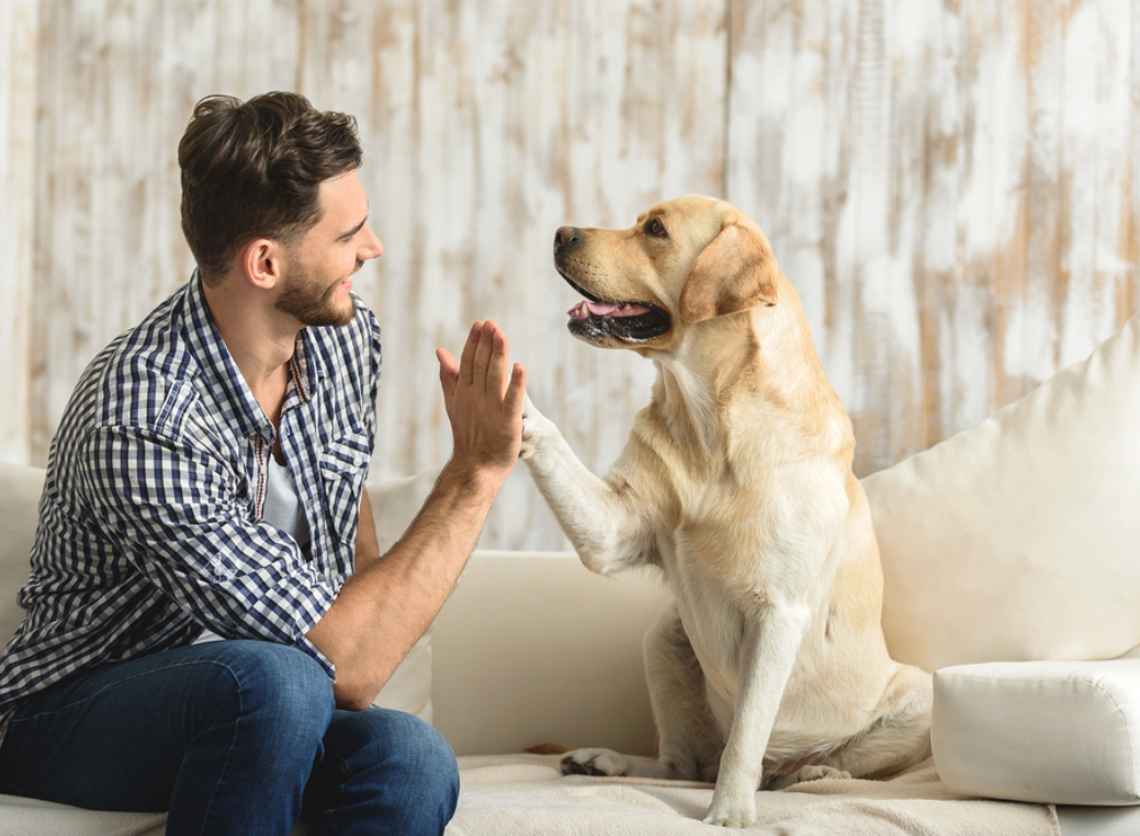 Man sitting on a light-colored sofa giving a high-five to a Labrador retriever, with the dog sitting upright and raising its paw to meet his hand. The man, wearing a checkered shirt and jeans, smiles while facing the dog, and the dog looks toward him with its mouth slightly open. The background features a neutral-toned wall and cushions on the sofa.
